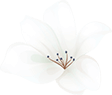 https://www.riccardoefederico.com/wp-content/uploads/2020/12/home_04_flower_01.png